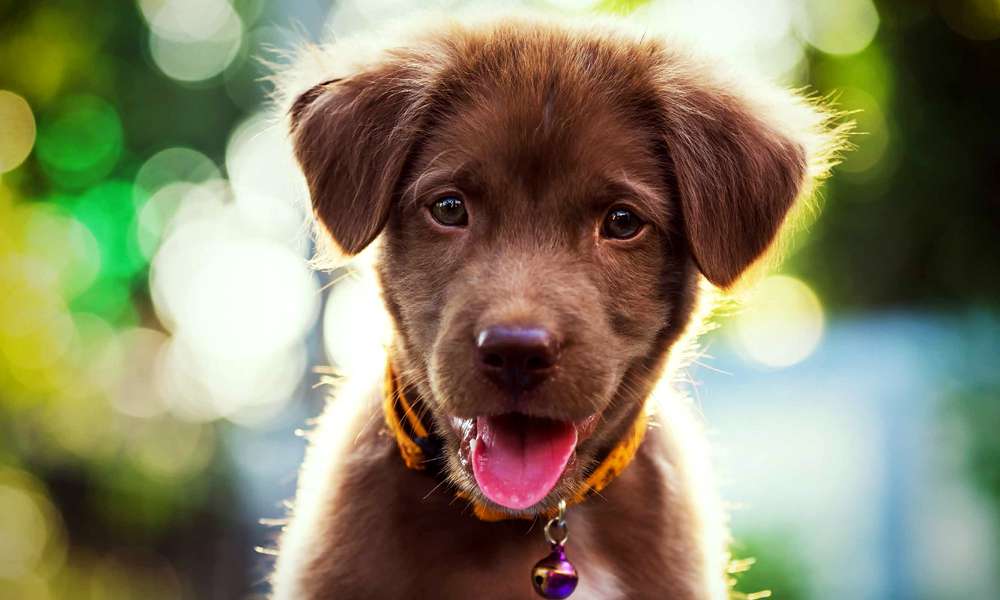 Taboola Ad Example 39881 - 15 Dog Breeds That Hardly Ever Bark