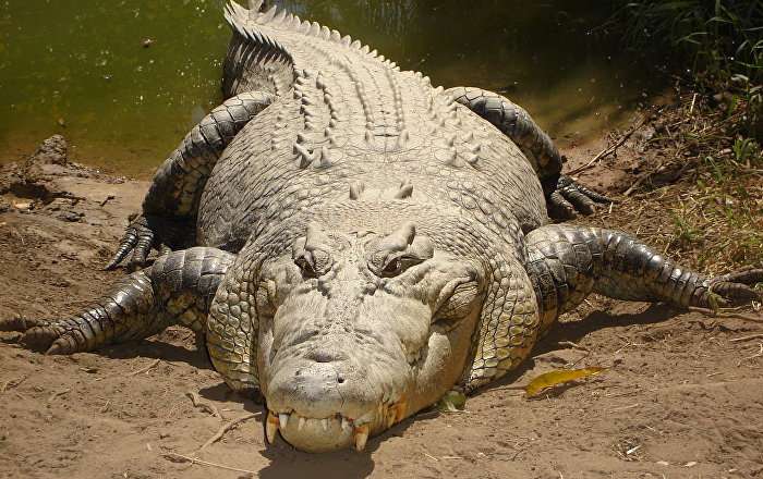 Taboola Ad Example 59883 - Crocodile Devours Female Indonesian Researcher Alive (PHOTOS)