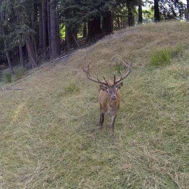 Yahoo Gemini Ad Example 34465 - The Most Disturbing Images Captured By Trail Cams