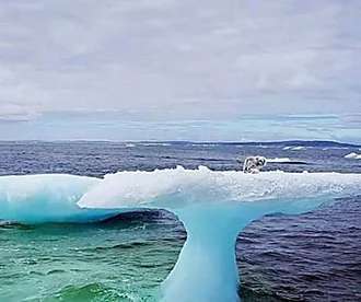 Outbrain Ad Example 54579 - [Pics] Fishermen Discover Something Unusual Sitting On A Lone Iceberg. When They Got Closer, They Were Horrified