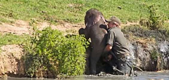 Outbrain Ad Example 30335 - [Photos] Mama Elephant Does This After Man Saves Her Drowning Baby