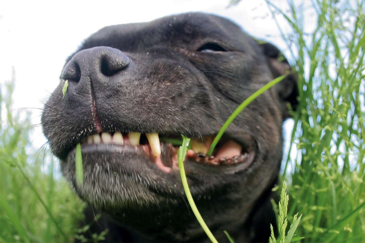 Taboola Ad Example 53373 - If Your Dog Eats Grass (Do This Everyday)