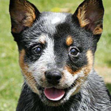 Yahoo Gemini Ad Example 32304 - Top 25 Longest Living Dog Breeds