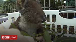 Outbrain Ad Example 30929 - Saving Kangaroo Island's Animal Casualties