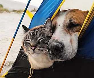 Outbrain Ad Example 36401 - Cat And Dog BFFs Pose For The Most Amazing Photos