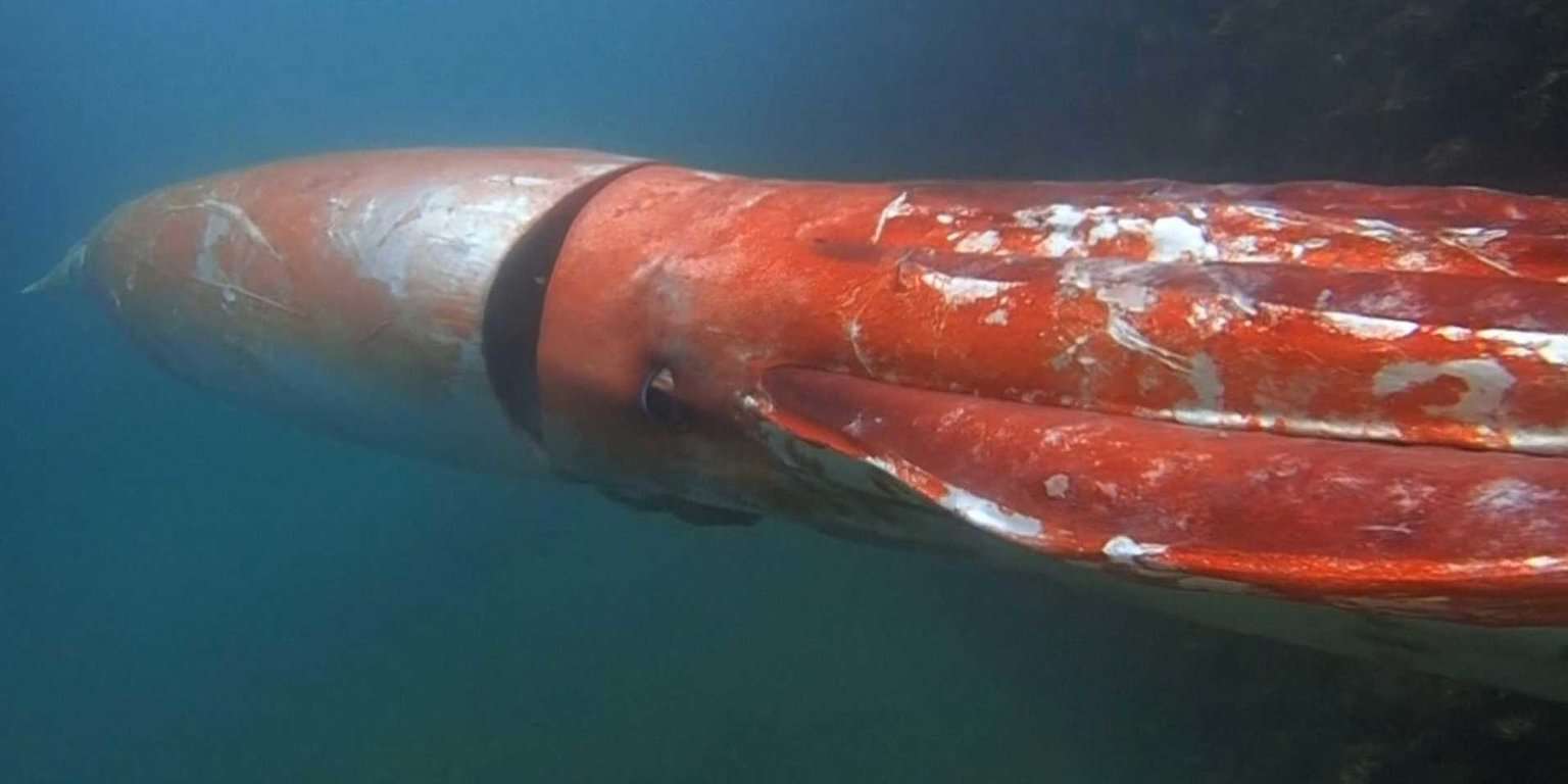 Taboola Ad Example 53652 - Watch A Diver Swim Right Next To A 12-foot Giant Squid In Japan