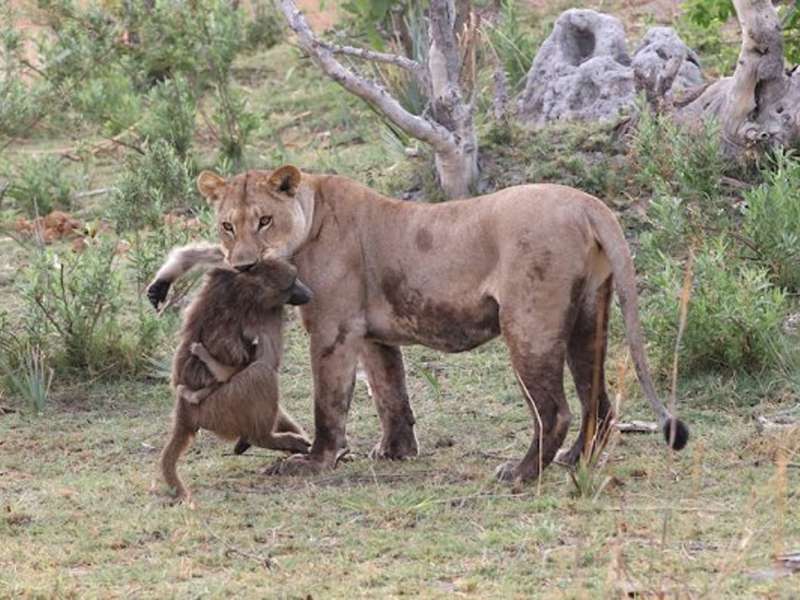 Taboola Ad Example 45964 - Lioness Captures A Baby Baboon And Does One Thing You Would Never Expect