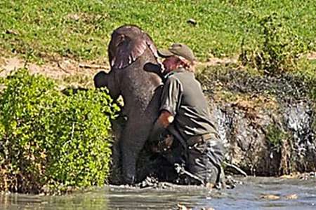Outbrain Ad Example 46423 - [Photos] Mama Elephant Does This After Man Saves Her Drowning Baby