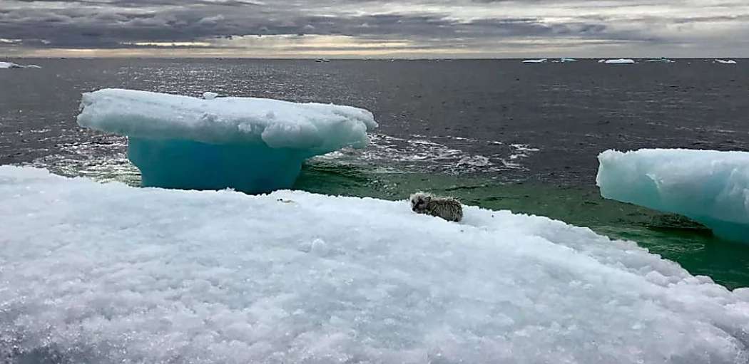 Outbrain Ad Example 53960 - [Pics] Fishermen Discover Something Unusual Sitting On A Lone Iceberg. When They Got Closer, They Were Horrified