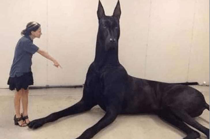 Taboola Ad Example 66097 - See What The World's Largest Dog Looks Like
