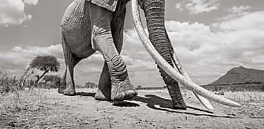 Outbrain Ad Example 42614 - Les Incroyables Images D'une Femelle éléphant Aux Longues Défenses