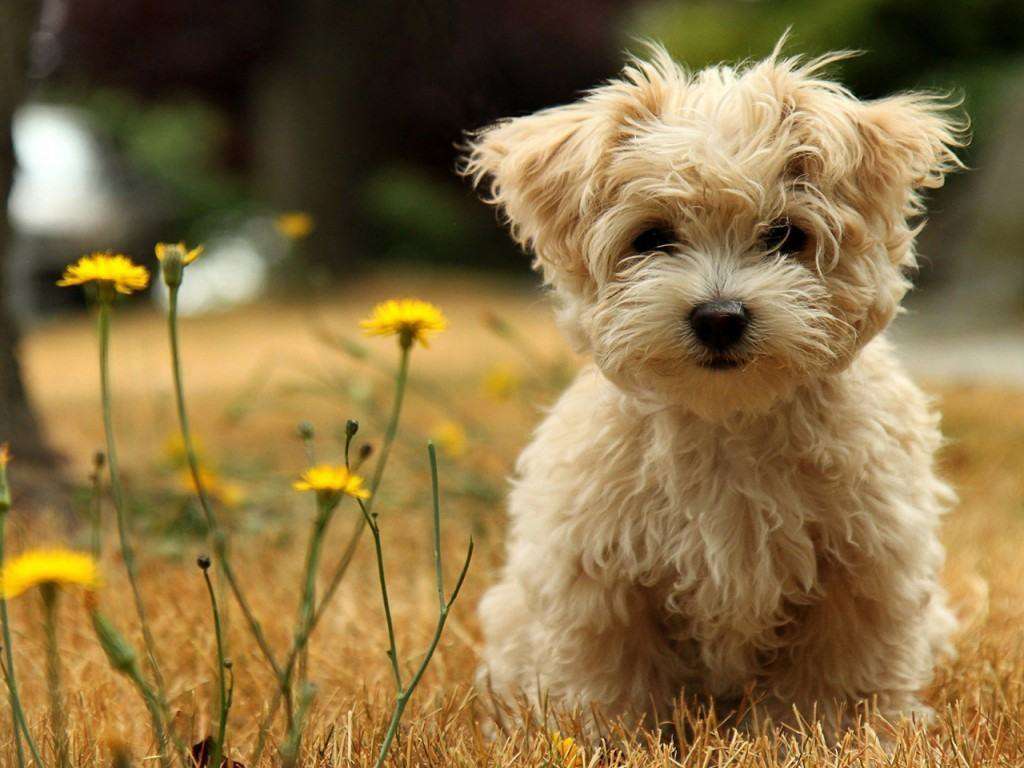 Taboola Ad Example 55127 - 8 Cutest Exotic Dog Breeds