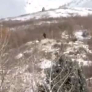 Zergnet Ad Example 62134 - Shocked Hunters Film 'Bigfoot' Stalking The Mountains Of Utah