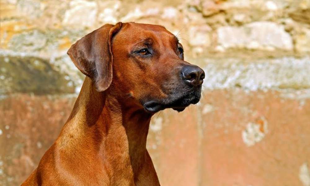 Taboola Ad Example 63038 - 15 Dog Breeds That Hardly Ever Bark