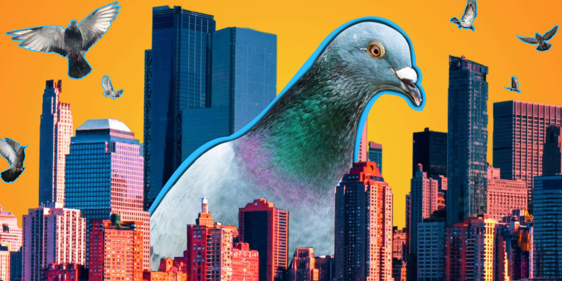 Taboola Ad Example 53888 - Here's Why American Cities Have So Many Pigeons