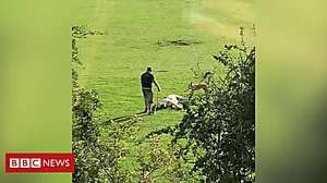 Outbrain Ad Example 56661 - Man Filmed Attacking Horse In Playing Field