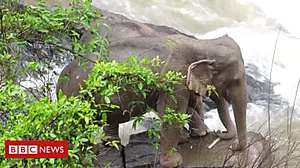 Outbrain Ad Example 42009 - Elephant Pair Rescued After Six Others Drown