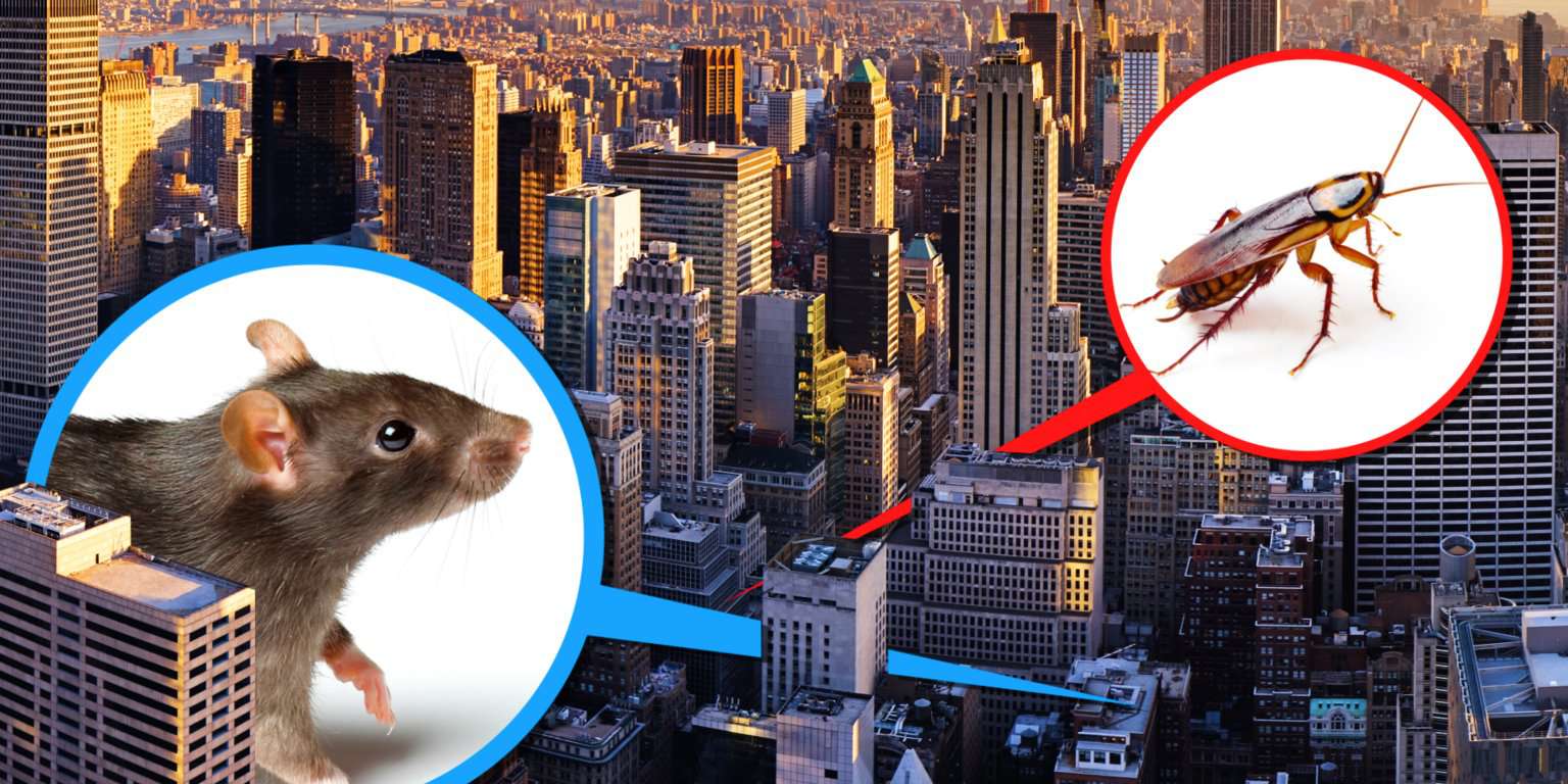 Taboola Ad Example 66551 - Your Apartment Location Can Affect How Cockroaches, Rats, And Mice Get In. A New York City Exterminator Told Us The Places He'd Never Live.