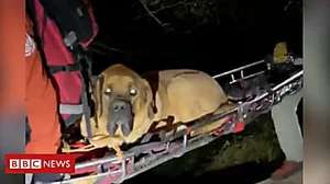 Outbrain Ad Example 42645 - Giant Dog Rescued From Canyon After Injury