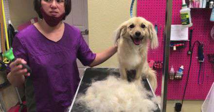 Yahoo Gemini Ad Example 35704 - How To Easily Remove Pet Hair