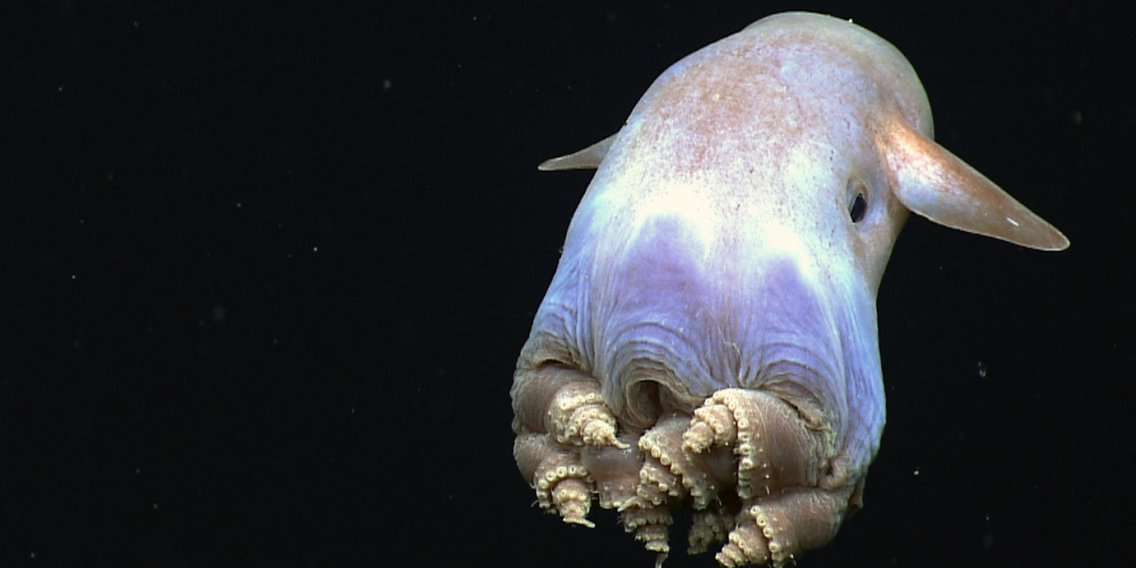 Taboola Ad Example 55424 - Octopuses Are Officially The Weirdest Animals On Earth