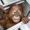Zergnet Ad Example 65878 - Man Arrested For Trying To Smuggle An Orangutan On Plane