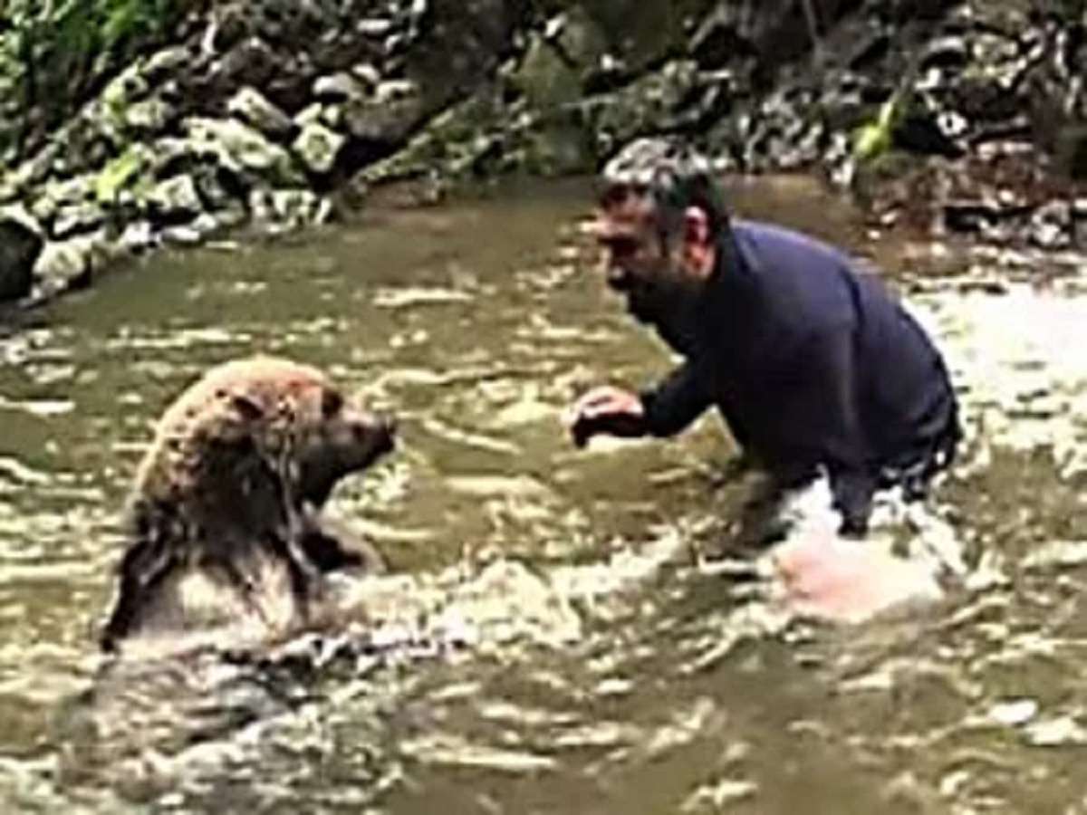 RevContent Ad Example 54932 - [Pics] What This Mama Bear Did After Man Saved Her Cubs Is Heartwarming