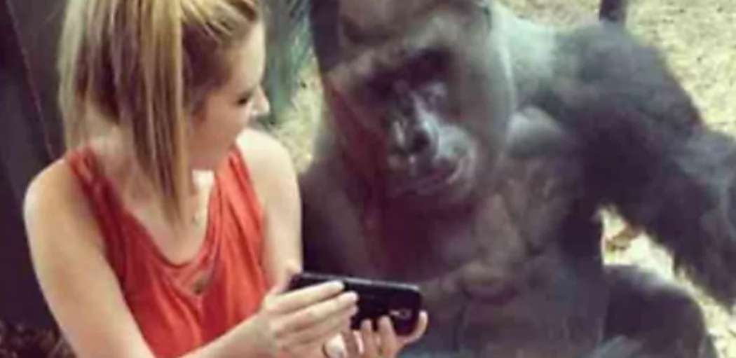 Outbrain Ad Example 44901 - [Photos] Wife Meets A Gorilla. 1 Minute Later This Happens