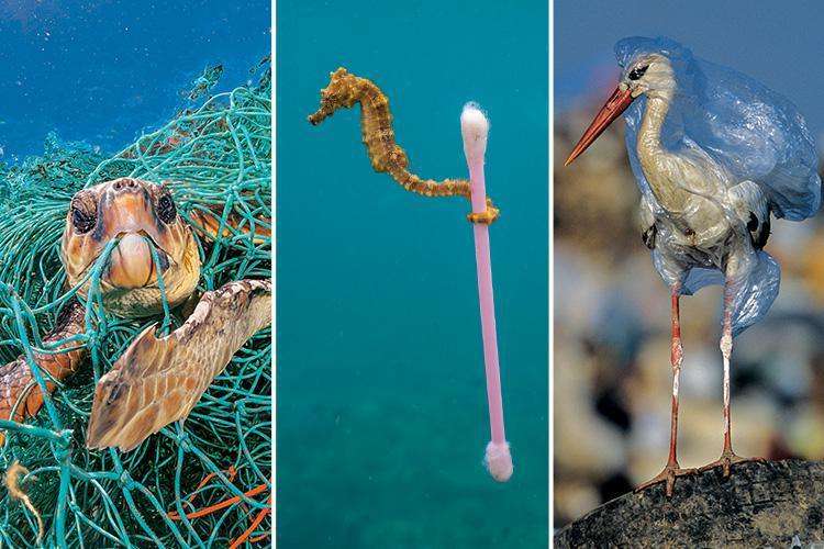 RevContent Ad Example 52385 - 22 Riveting Photos You Need To See To Help Cut Single Use Plastics