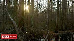 Outbrain Ad Example 32443 - The Efforts To Save The Great Dismal Swamp