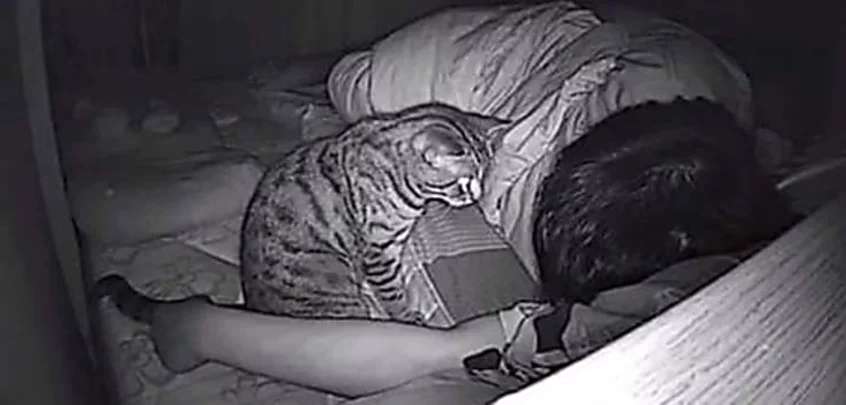 Outbrain Ad Example 42404 - He Hid A Camera In His Bedroom To Film His Cat At Night - And Couldn't Believe What He Saw