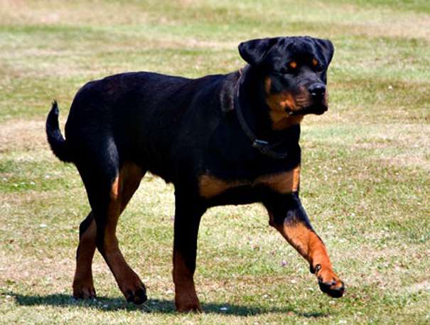 Taboola Ad Example 63724 - 10 Most Aggressive Dogs In The World