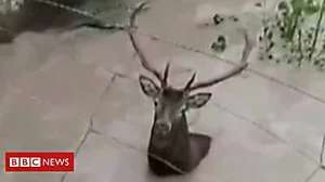 Outbrain Ad Example 41101 - Oh Deer! Stag Stuck In Flooded Ruins