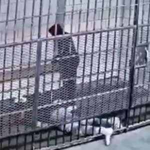 Zergnet Ad Example 65354 - Inmate Body-Slams Fellow Prisoner In Wild Jail Video