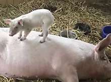 Outbrain Ad Example 52625 - A Pig Named George And His Little Piglet Friend Are Making Life Fun Again