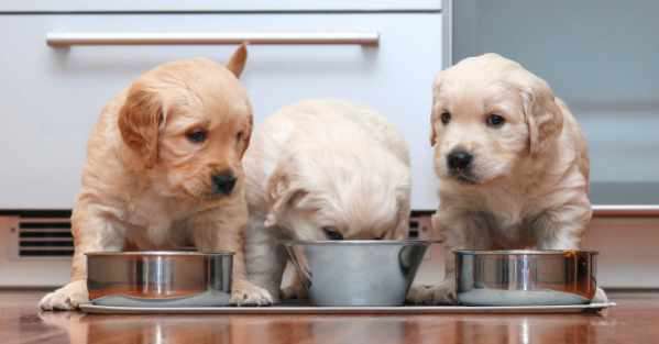 Yahoo Gemini Ad Example 30878 - Top 10 Best Puppy Foods Of 2019